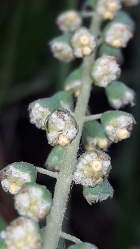 Ambrosia tenuifolia, photograph 6