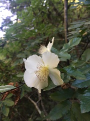 Eucryphia glutinosa