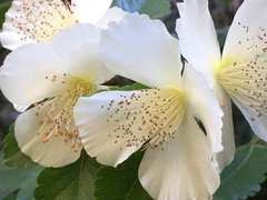 Eucryphia glutinosa