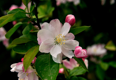 Malus micromalus