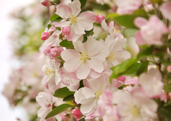Malus micromalus