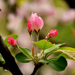 Malus micromalus
