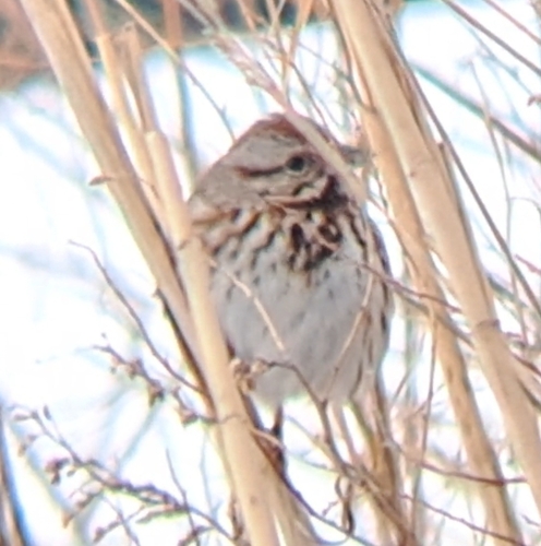 Song Sparrow