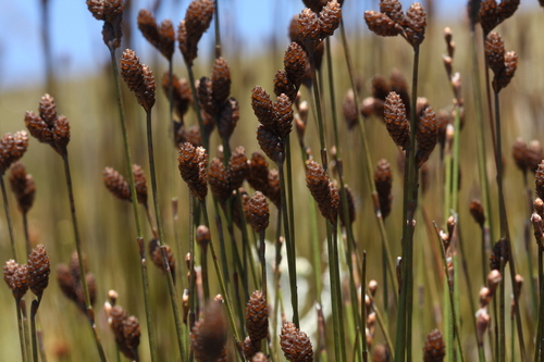Kanonkop Conereed (Nevillea singularis)