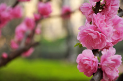 Prunus triloba