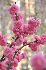 Prunus triloba