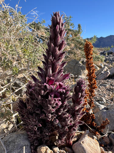 Orobanche cooperi, photograph 6