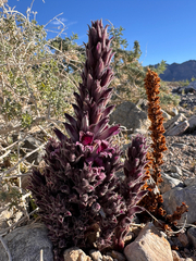 Orobanche cooperi, photograph Kenzie Anderson-Bell, CC BY, iNaturalist via GBIF