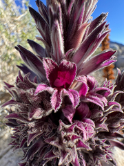 Orobanche cooperi, photograph Kenzie Anderson-Bell, CC BY, iNaturalist via GBIF