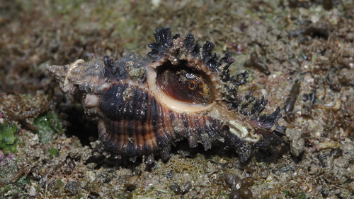 Chicoreus torrefactus observed 2026-02-15