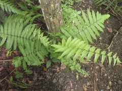 Christella subpubescens