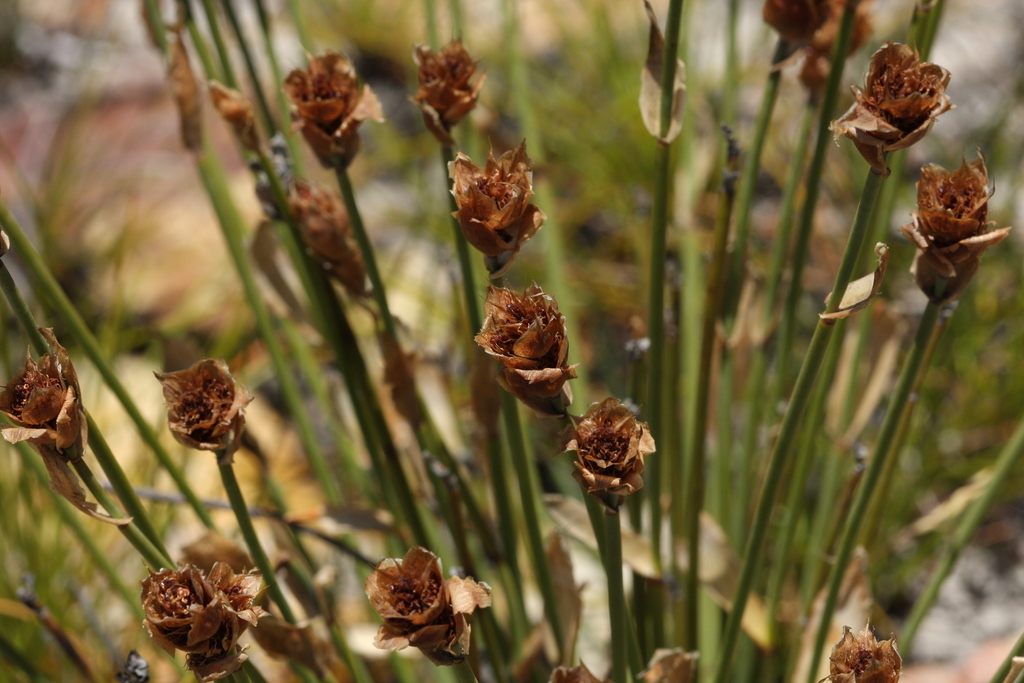 Elegia fucata