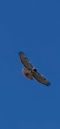 Red-tailed Hawk