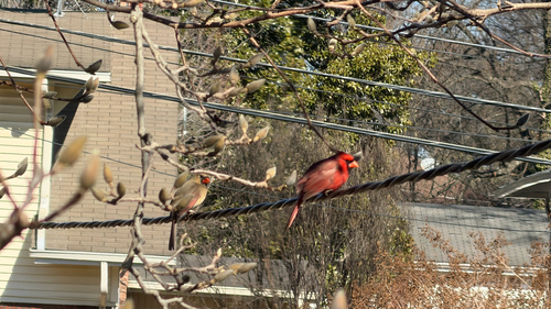 Northern Cardinal