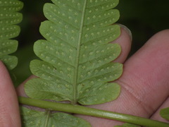 Christella subpubescens
