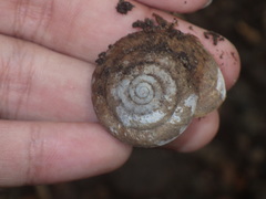 Elaphroconcha