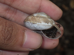Elaphroconcha