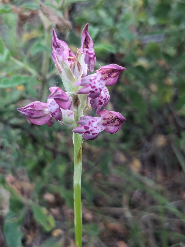 Anacamptis fragrans