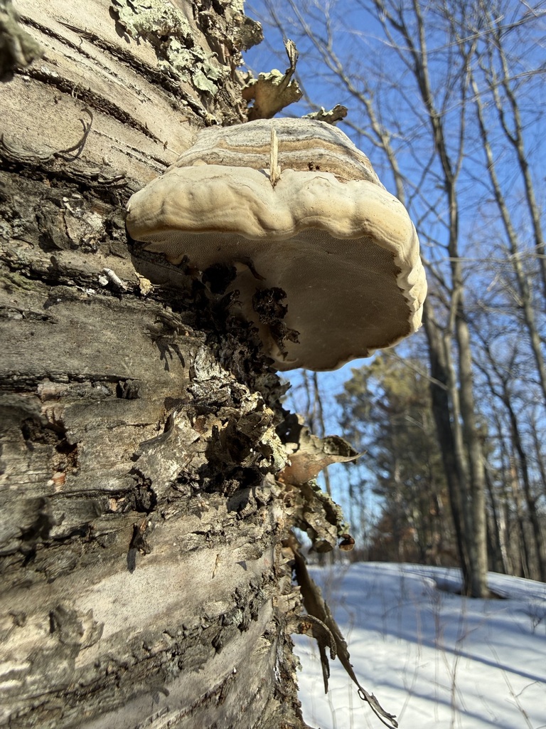 Fomes excavatus · February 2026 · photo: © tanner-lichens-shrooms (iNaturalist, cc-by)