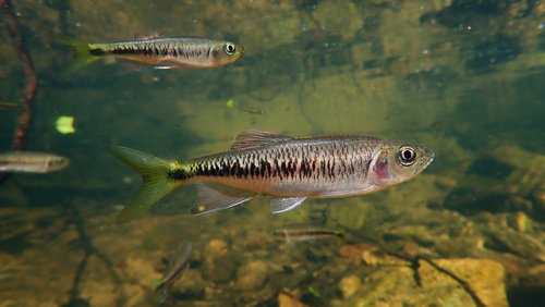 Roofkopvoorn (Parazacco spilurus) — Cyprinidae