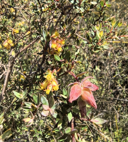 sharptip brickleaf (Penaea acutifolia)