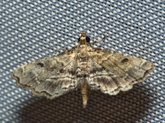 Sufetula