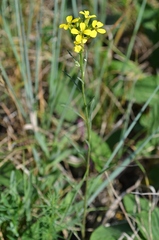 Erysimum canescens