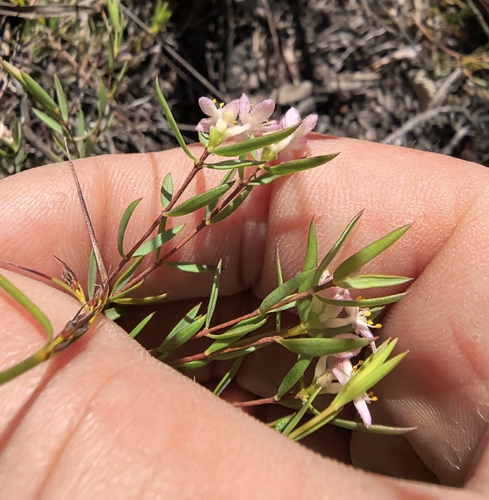 Garden Route Stripper (Lachnaea burchellii)