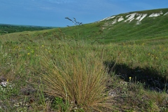 Helictotrichon desertorum