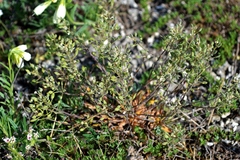 Schivereckia podolica