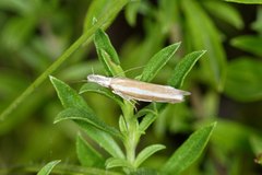 Pleurota aristella
