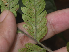 Tectaria subsageniacea