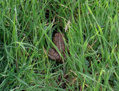 Woodhouse's Toad observed by jakeaz25