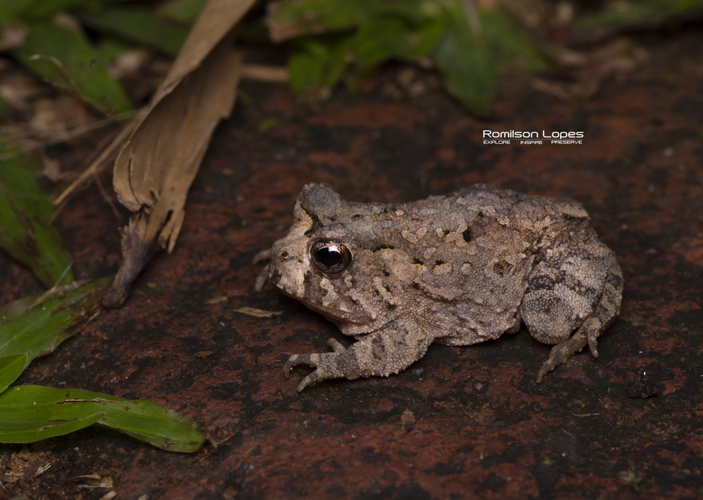 Ceará Smooth-horned Frog