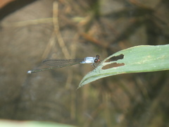 Pseudagrion pruinosum