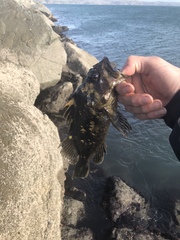 Sebastes chrysomelas