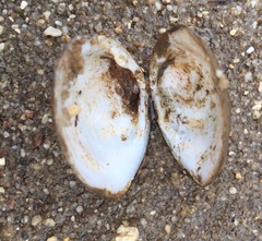 Polymesoda caroliniana