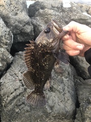 Sebastes rastrelliger