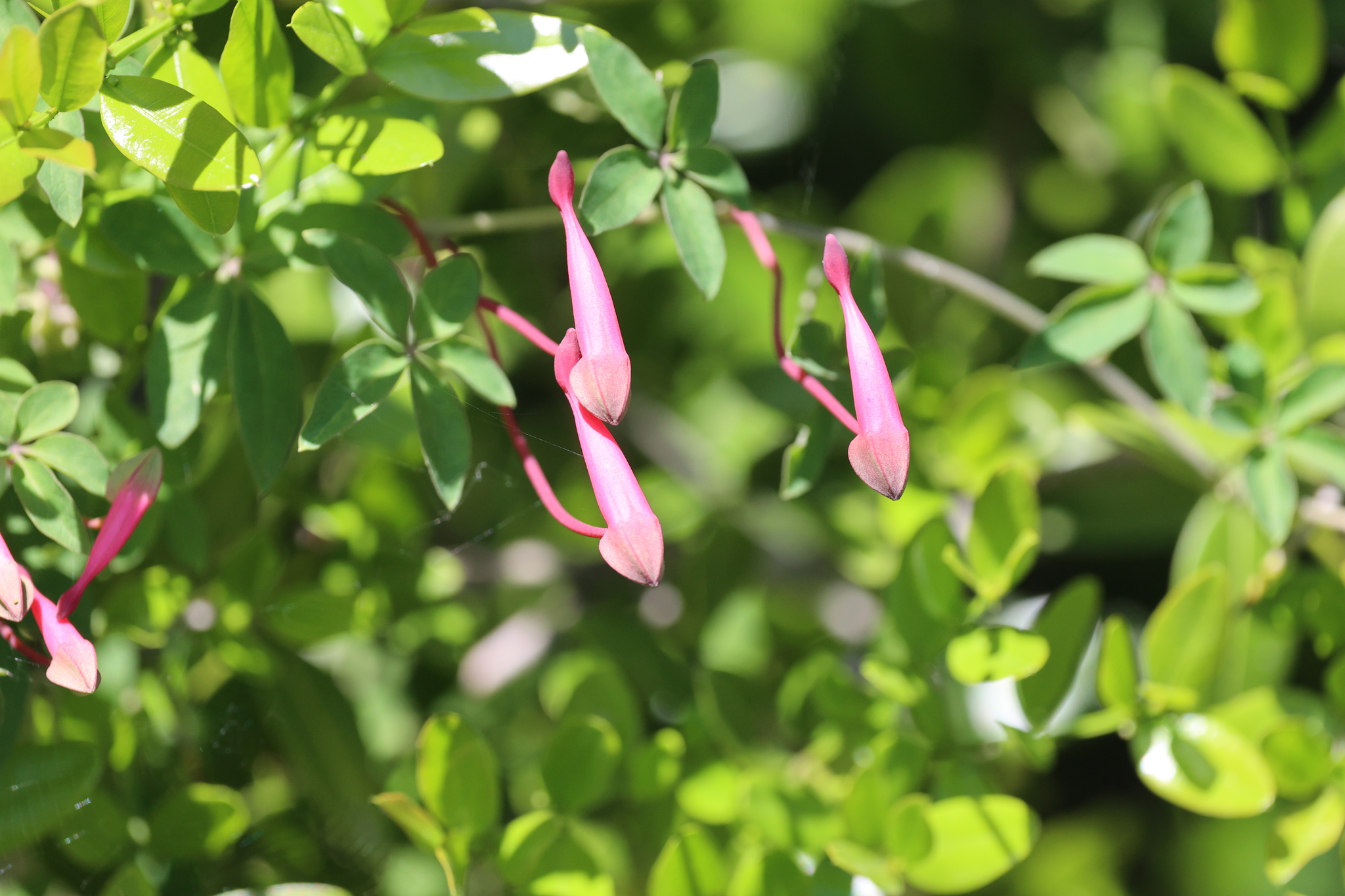 Ladies' Legs (Tropaeolum pentaphyllum)