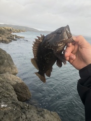 Sebastes rastrelliger