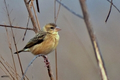 Ploceus philippinus