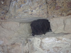 Barbastella barbastellus