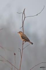 Ploceus philippinus