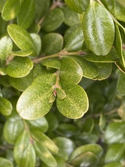 Eurytetranychus buxi