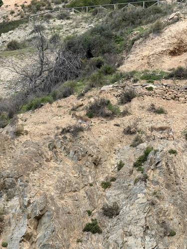 Avistamiento Cabra montés de Sierra María