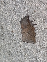 Phyllodesma americana