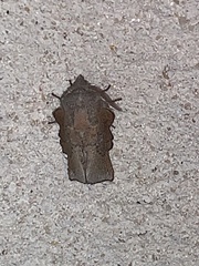 Phyllodesma americana