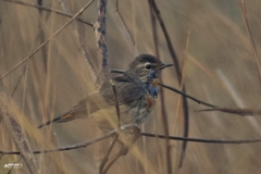 Luscinia svecica
