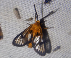 Amata xanthosoma