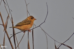 Ploceus philippinus